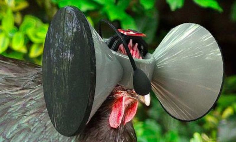 Welja, ook kippen aan virtual reality