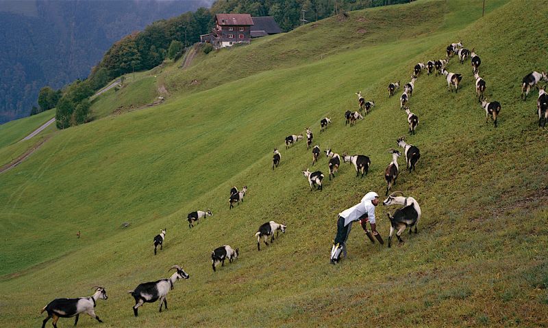 Waarom leven als een geit goed voor je is