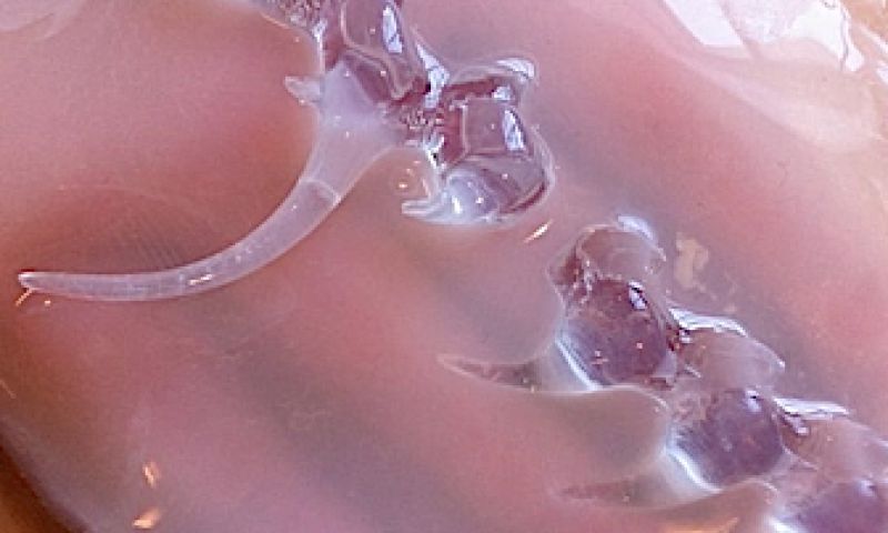 Hightech mode met de oerkracht van de natuur