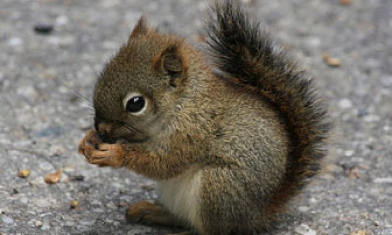 Kamer: geen wilde dieren op Marktplaats