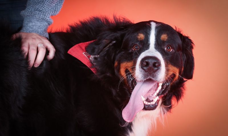 Spotify gaat afspeellijsten voor je hond of kat maken