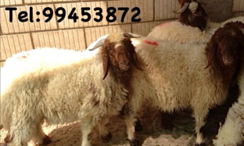 Instagram wordt in Koeweit gebruikt als marktplaats