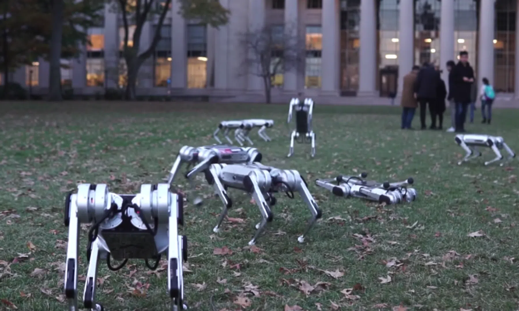 Video: deze robotdieren lijken dolblij om buiten te mogen spelen