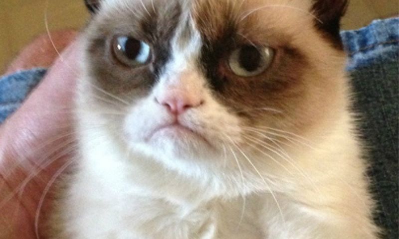 Grumpy Cat is multimiljonair - hij haat 't
