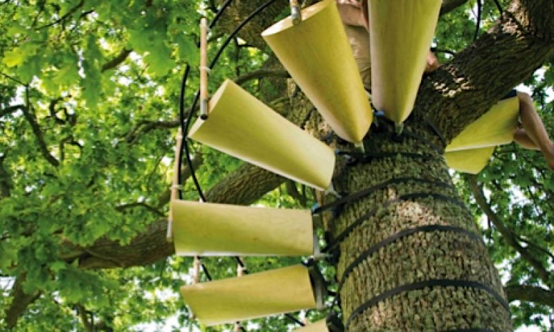 Deze trap maakt een boom beklimmen makkelijk (Dutch design)