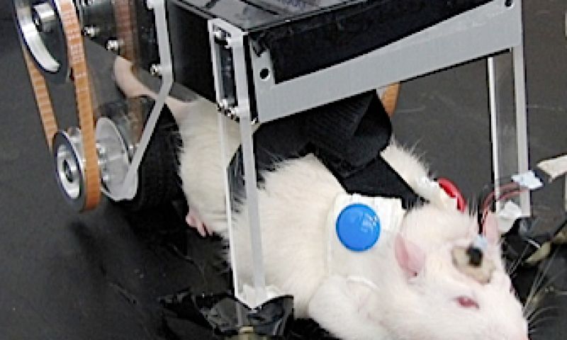 Ratcar helpt brein-machine-interface te ontwikkelen