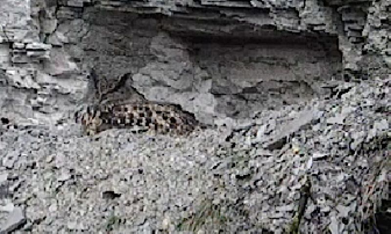 Beleef de lente via webcams