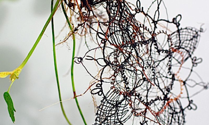 Pluk kruiden én een kanten bh van dezelfde plant