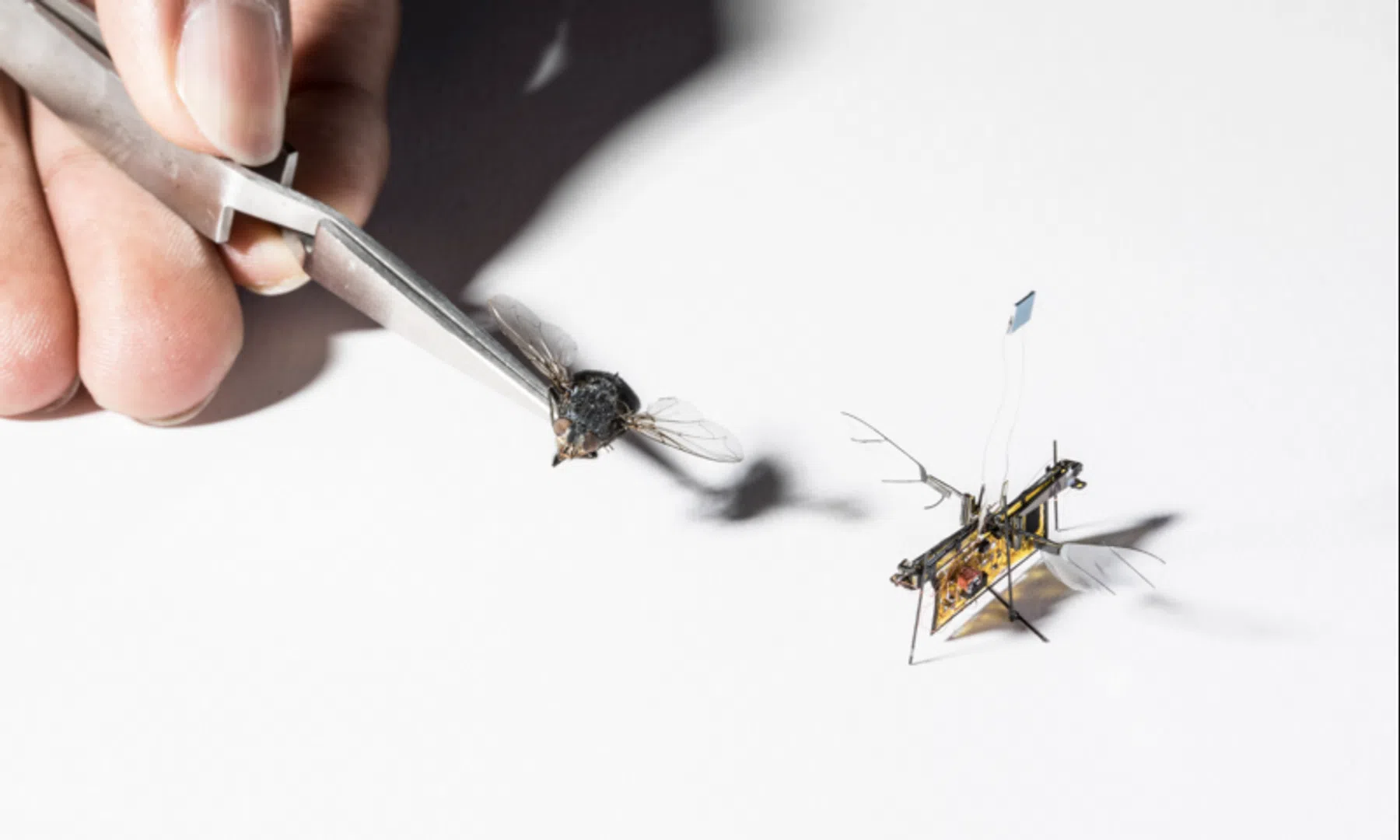 RoboFly robot insect