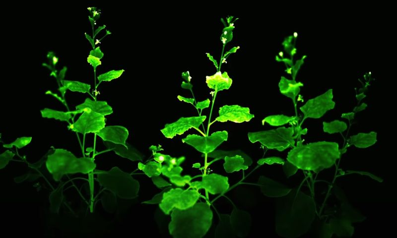 Wetenschappers ontwikkelen lichtgevende planten