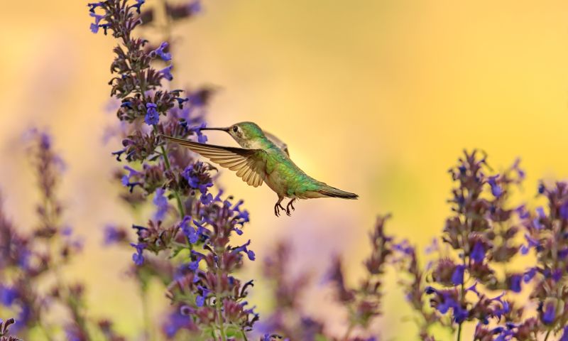 vogels spotten, planten herkennen, apps, seek inaturalist, hortus, ibirds, flora, fauna, bloemen, planten, beestjes, dierenzoekers, wadvogels, plantsnap