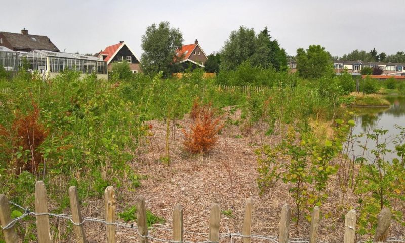 Wilde mini-bosjes Tiny Forest brengen natuur in de stad