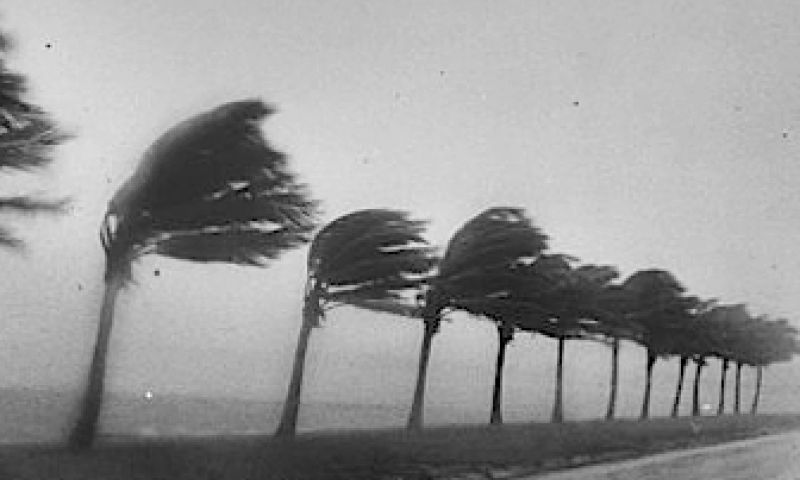 Een frisse wind voor virtuele bomen