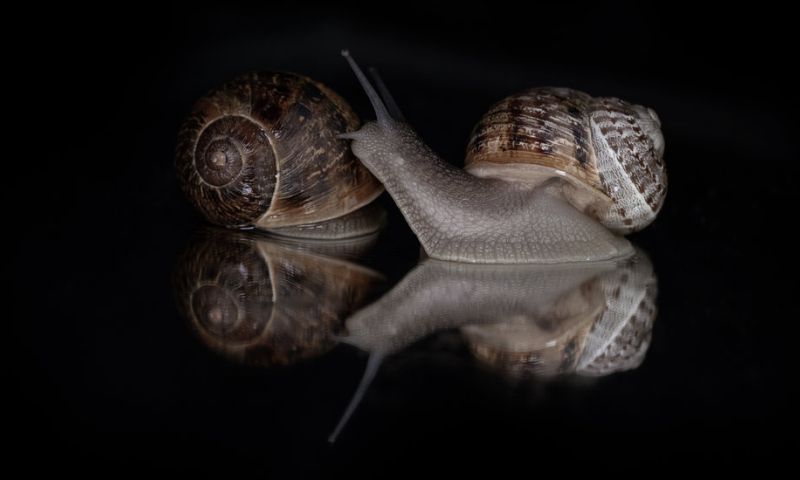 Wetenschappers spiralen slakkenhuis andere kant op