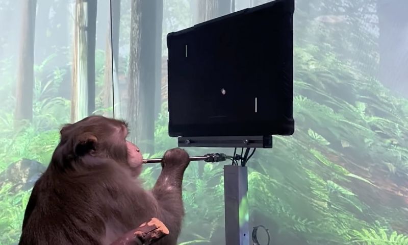 Elon Musk Neuralink apen aap dierproeven hersen implantaat