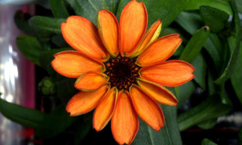 NASA-astronauten kweken eerste bloem in de ruimte