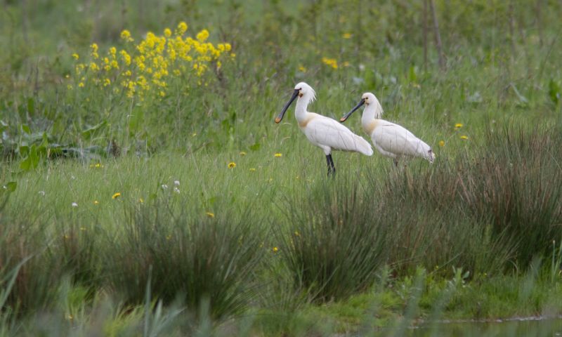 Webcams om lepelaars te spotten bij Nieuwkoopse Plassen