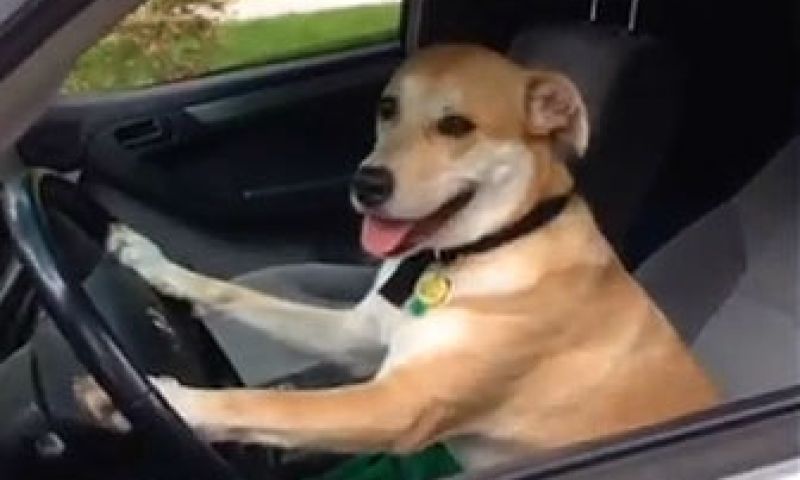 Beste Vines van 2013