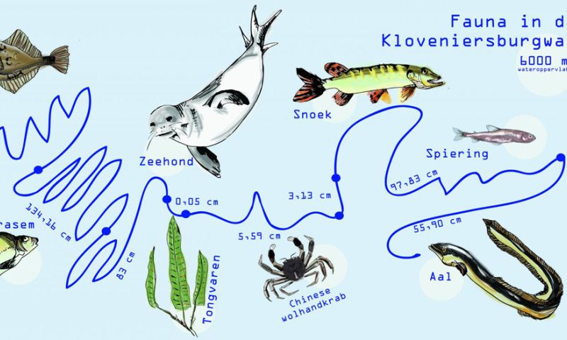 Datatour: Er zwemt 2 centimeter zeehond in Amsterdam