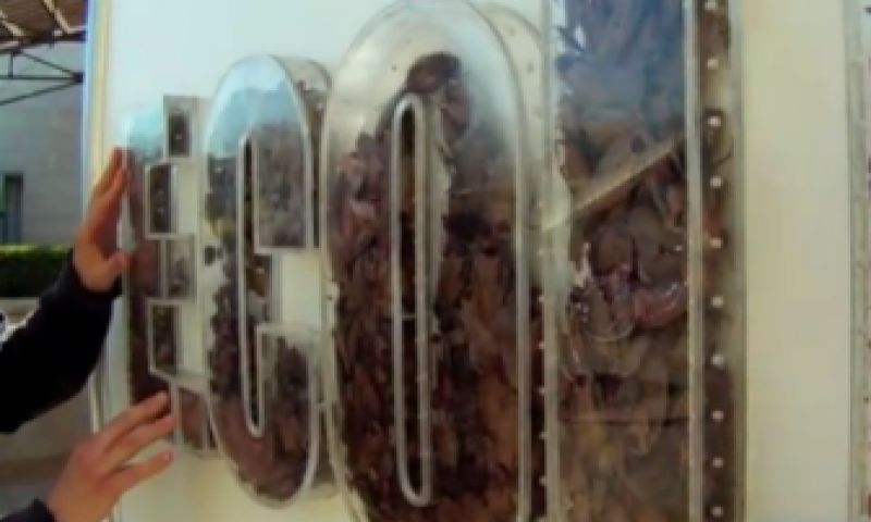 Abri met levende kakkerlakken