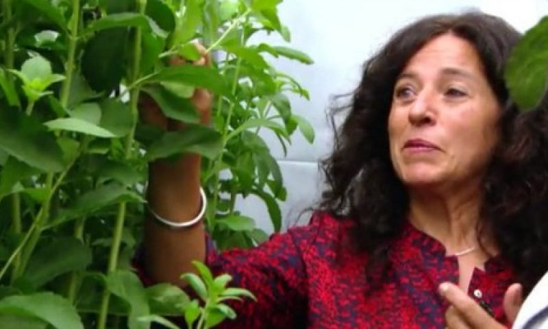 5 vragen over 'voeding van de toekomst' uit Wageningse kassen