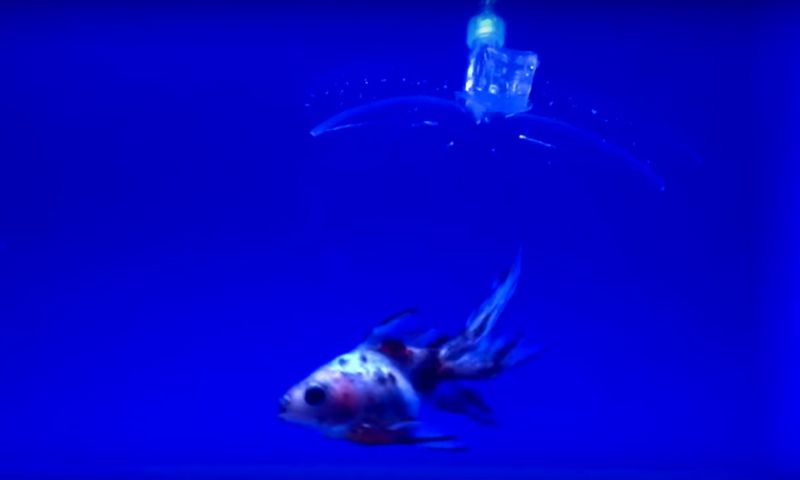 Video van de dag: onzichtbare robot vangt vis
