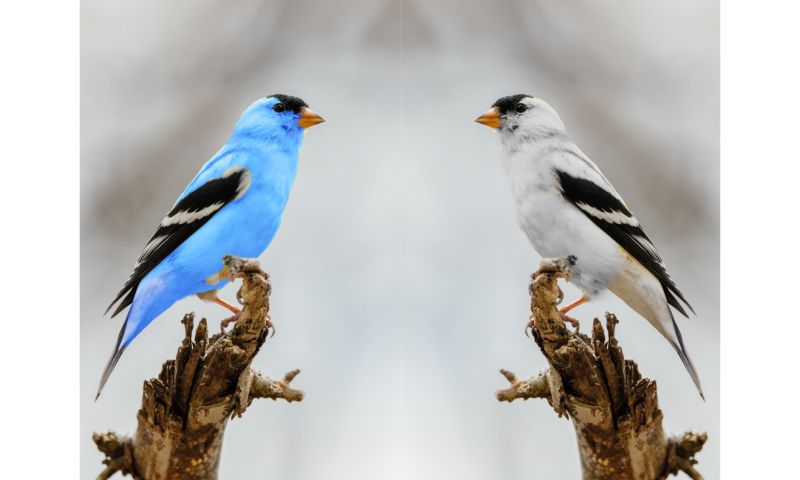 twitter blauwe vinkjes betalen blue abonnement uitgesteld