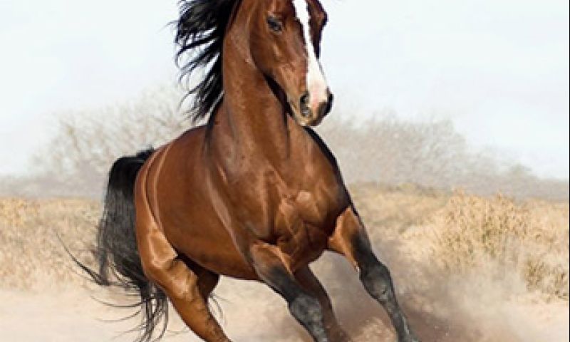 Crowdpleaser: Spamrobot wordt geëerd met poëziebundel