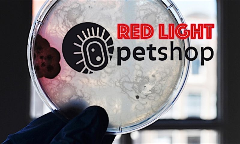 Bij deze winkel op de Wallen koop je micro-huisdieren