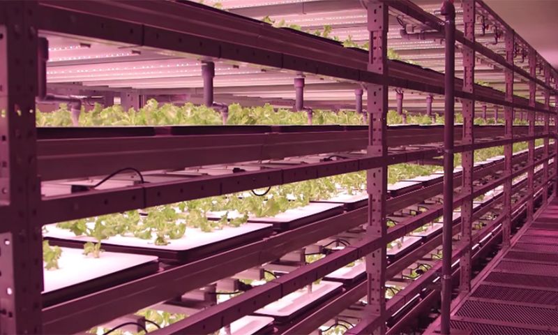 Met urban farming gaat landbouw de lucht in