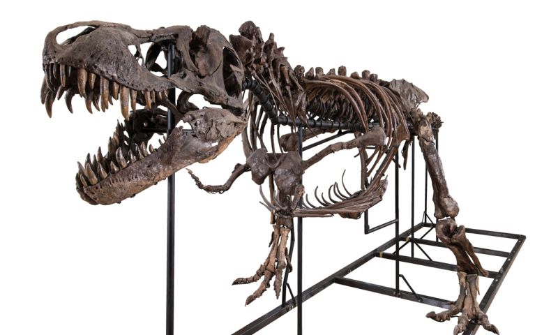 Tyrannosaurus als designobject in huis