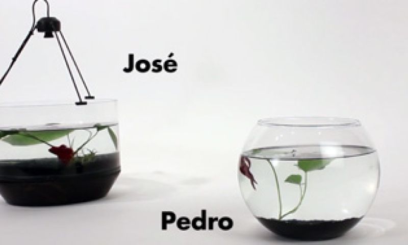 Video: de bovenzeeër