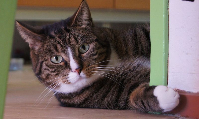 Chip systeem huisdieren gegevens onveilig lek huisdier