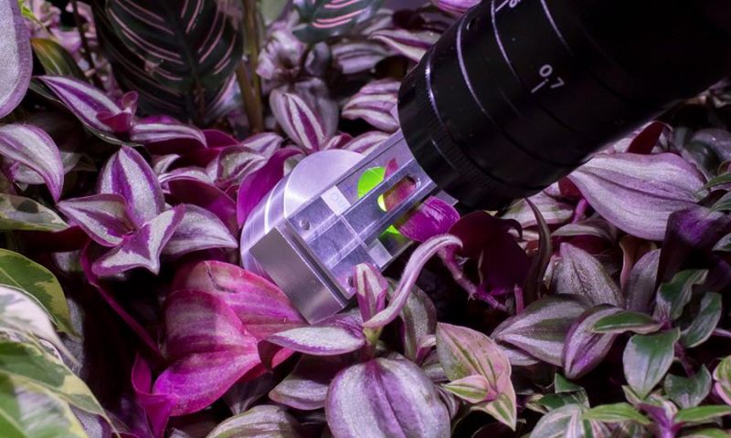 planten praten techniek co2 mondje microscoop spela petric itgwo