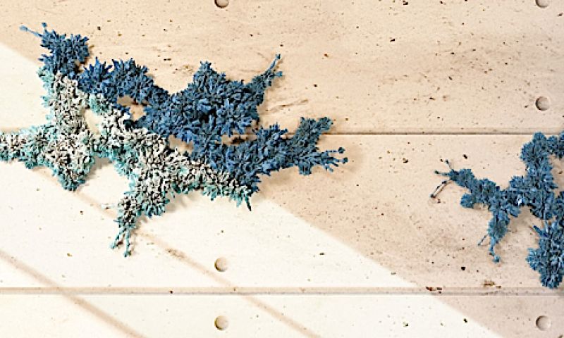 Kameleonkunst biedt meer dan een stilleven