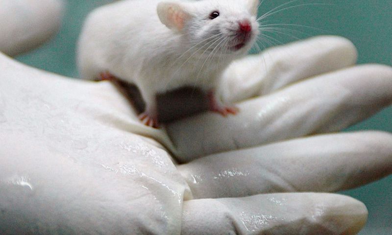 Minuscule medicijnrobots genezen maagzweer muizen