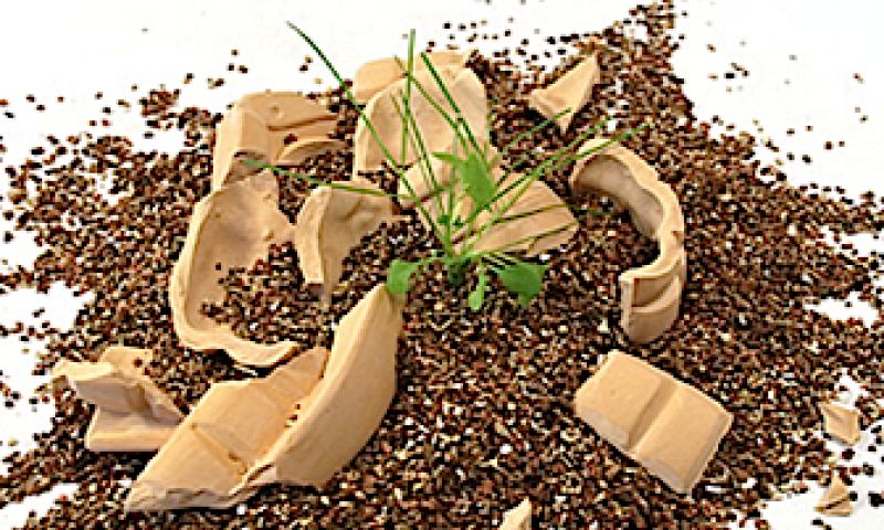 Duizend bommen en zaden