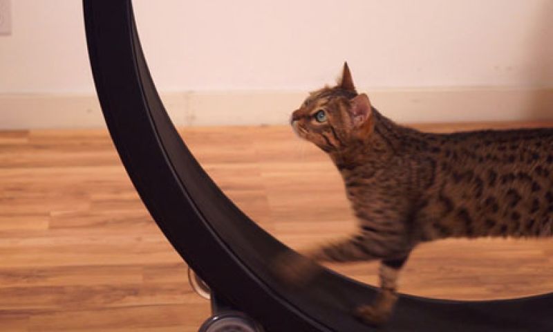 Is je kat te dik? Hier is een looprad voor poezen