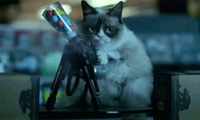 Humor als wapen: Belgen posten massaal katten op social media