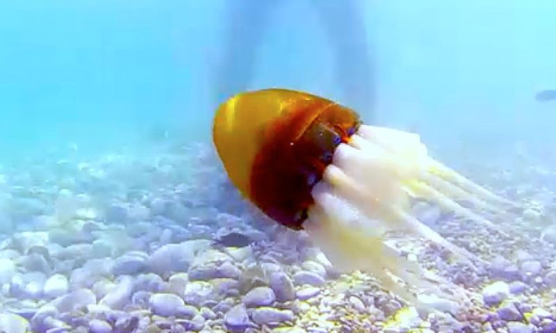 Levensechte octopusrobot zwemt in de zee