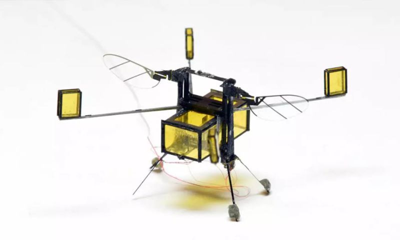 Drone-insect kan vliegen en zwemmen