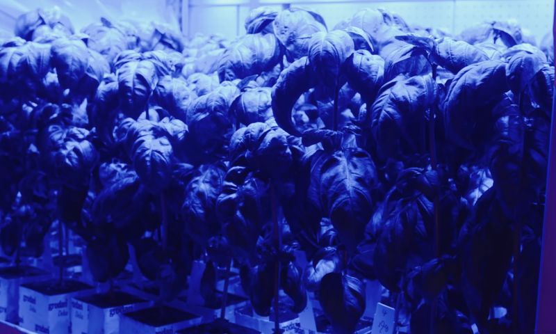 De toekomst van vertical farming zit 'm in het juiste lichtrecept