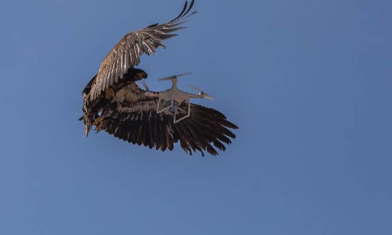 Politie stopt met inzet roofvogels tegen drones