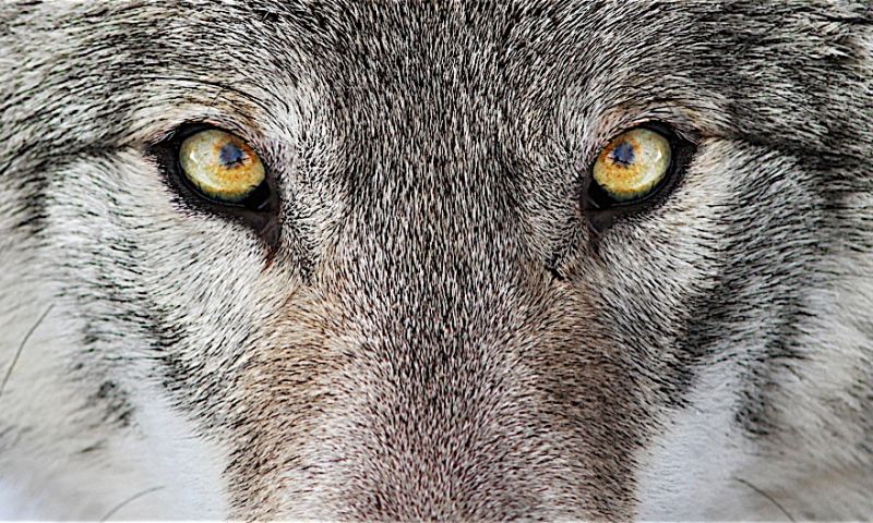 Wolf getrackt door heel Nederland
