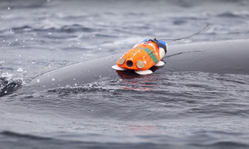 WNF rust kleine walvis uit met camera
