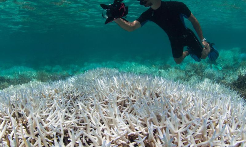 Wetenschap biedt hoop voor bedreigde koraalriffen