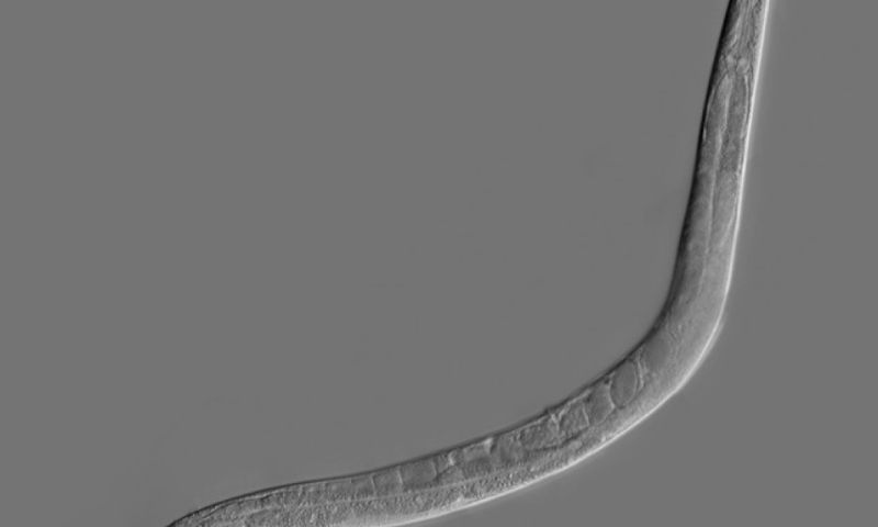 Wetenschappers leren virtuele worm een paaltje balanceren