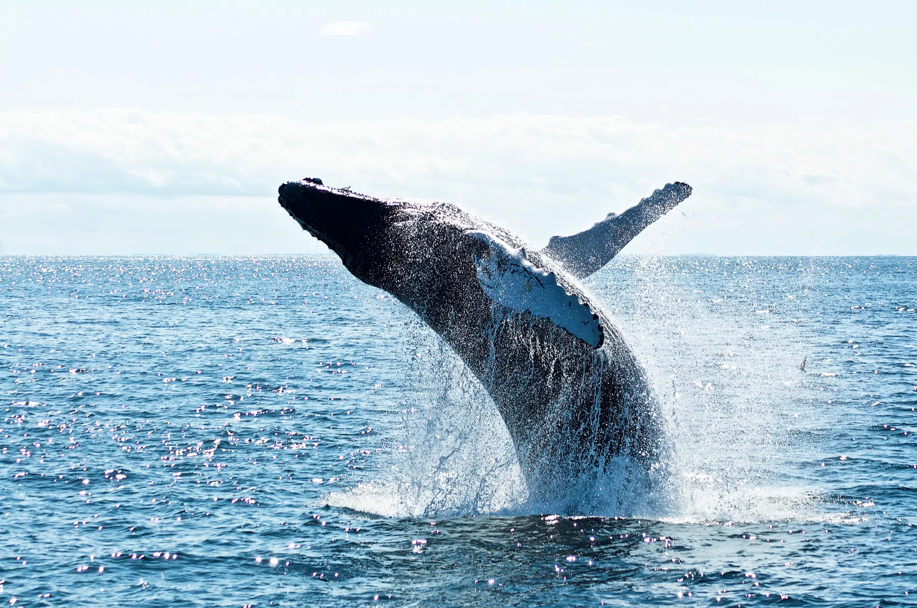 Wetenschappers praten met een walvis: 'Opmaat naar communicatie met aliens'