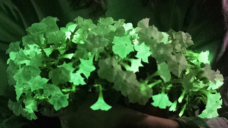 Deze nieuwe planten geven licht in het donker: hoe kan dat?