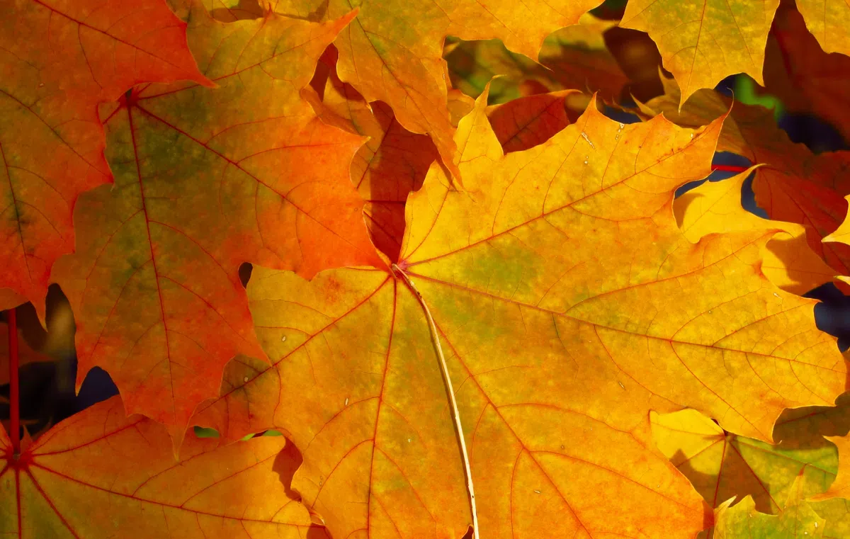 Как осенние листья помогают следить за здоровьем